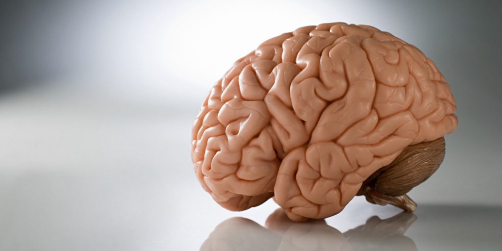 brain...